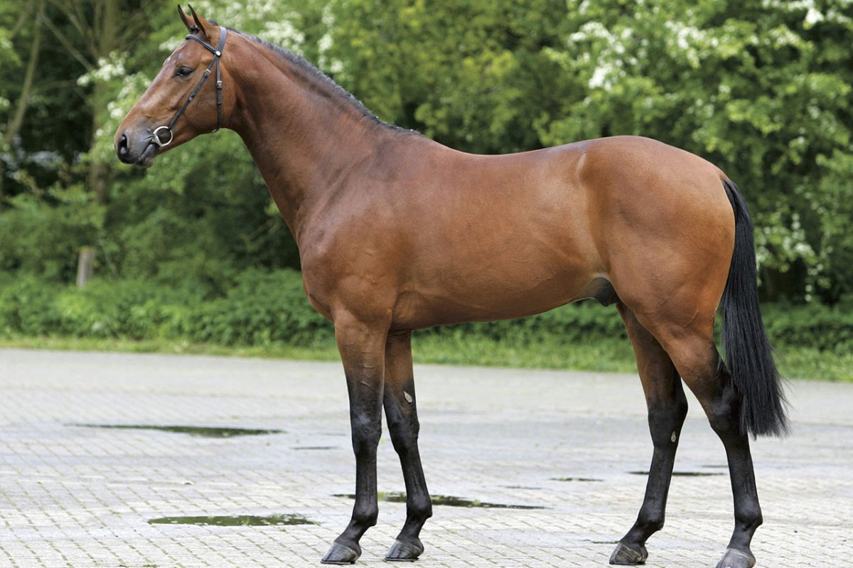 Вороной Мустанг иноходец