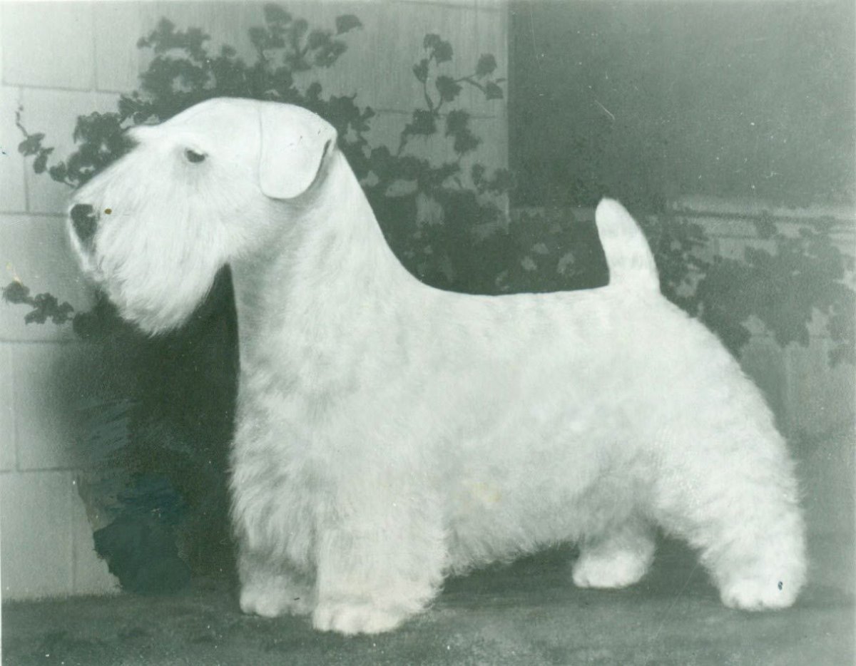 Груминг Силихем терьера