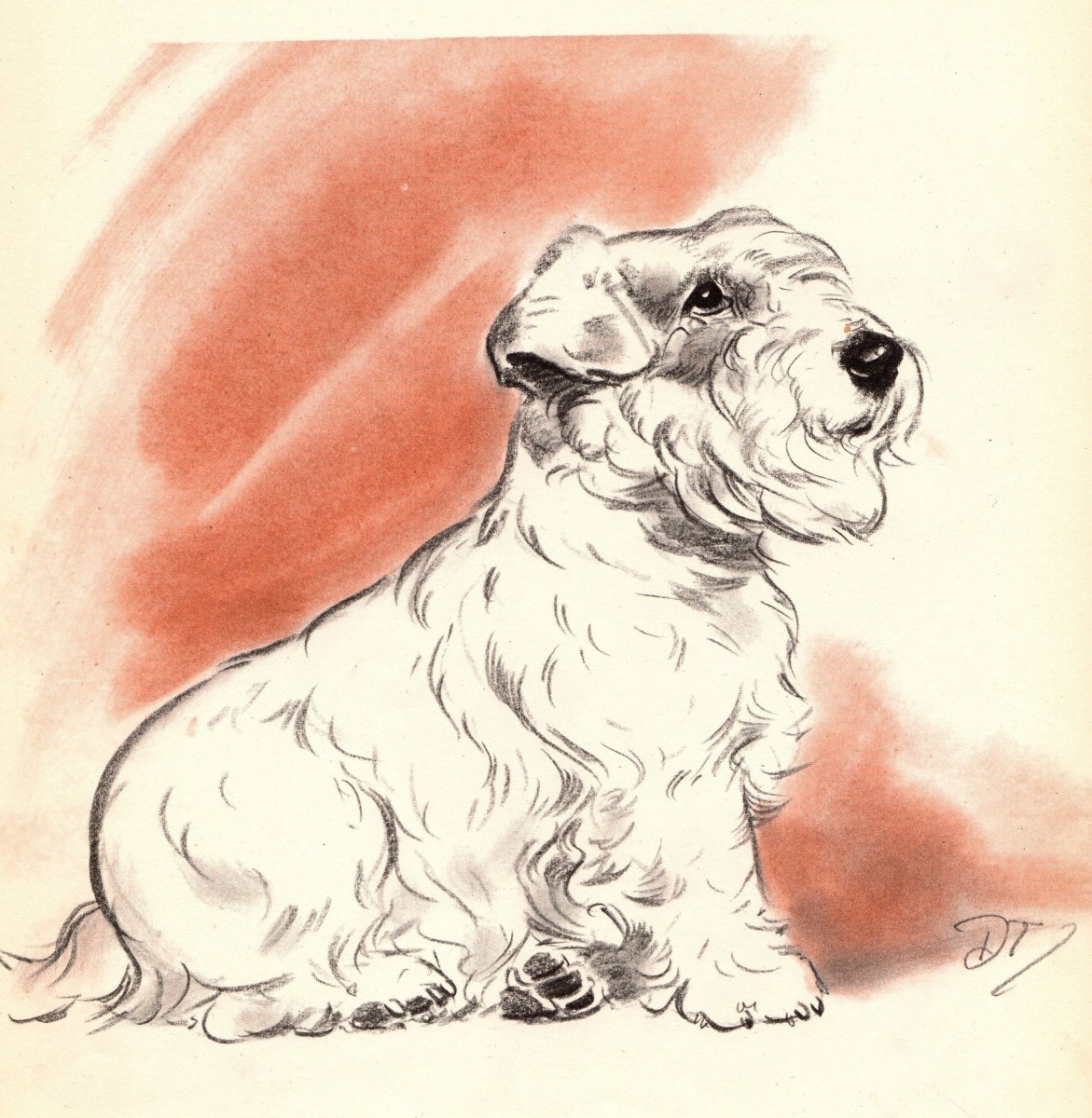 Sealyham Terrier
