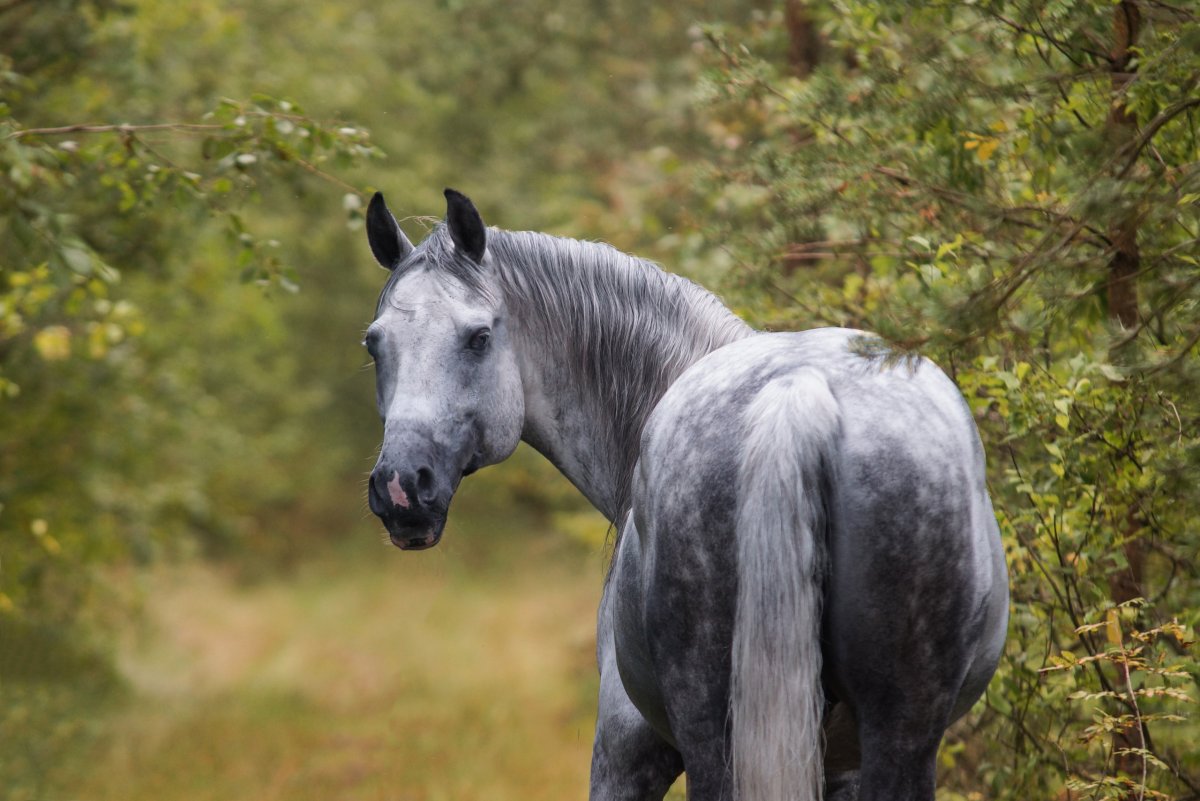 Ольденбург лошадь