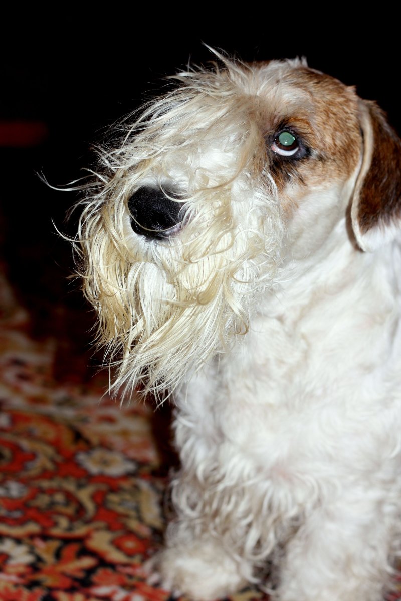 Черная собака мост Чайки