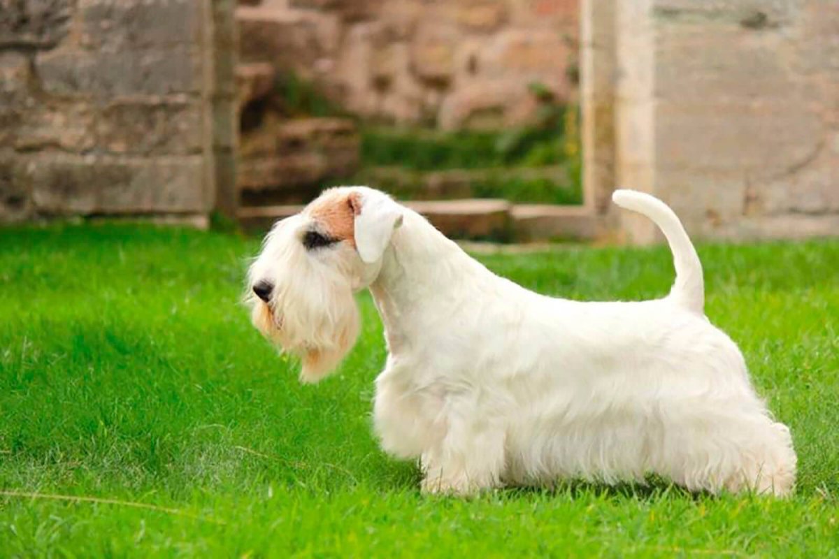 Клубок щенят на улице