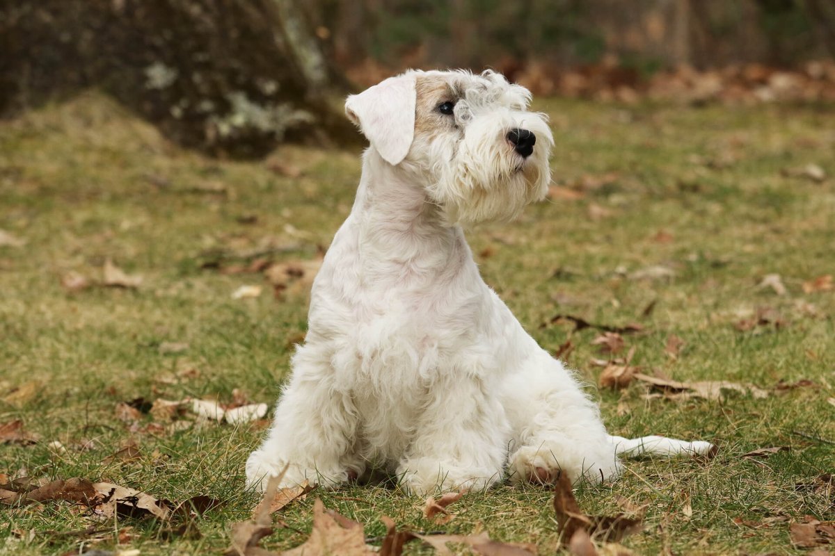 Вест хайленд Вайт терьер