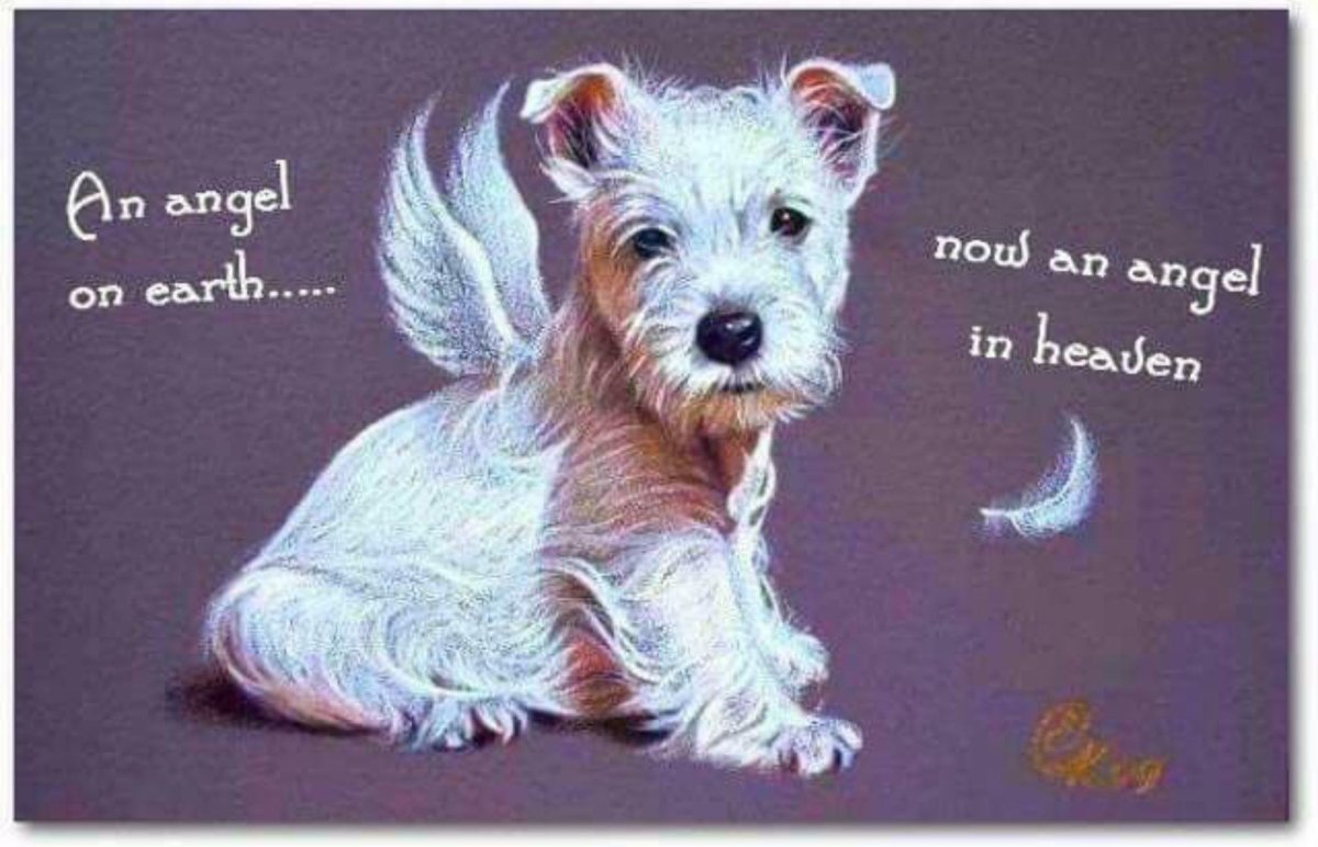 Силихем терьер жесткошерстный