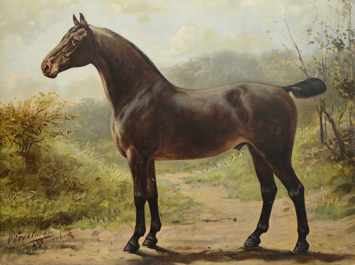 Родоначальник чистокровной породы