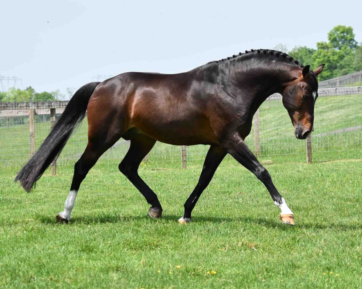 Вестфальская гнедая лошадь