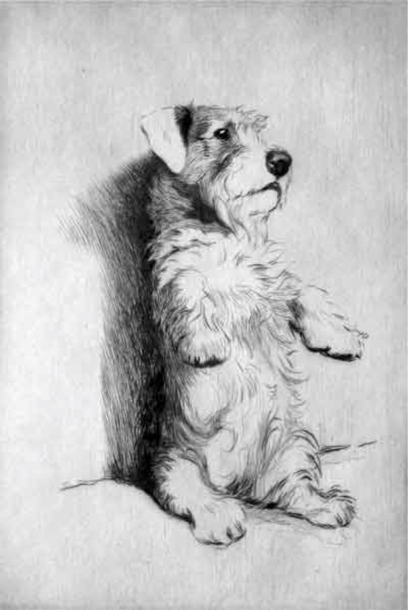 Порода Силихем терьер