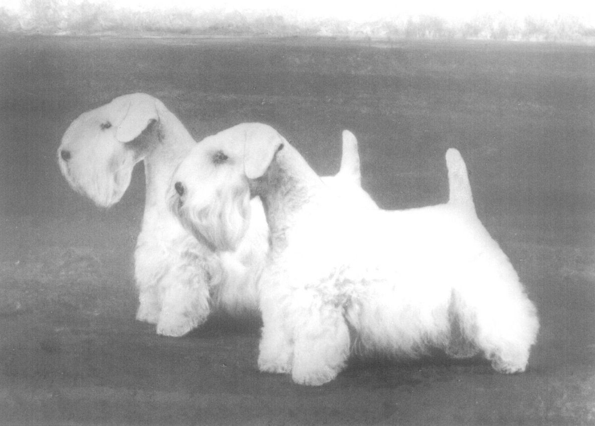 Силихем терьер