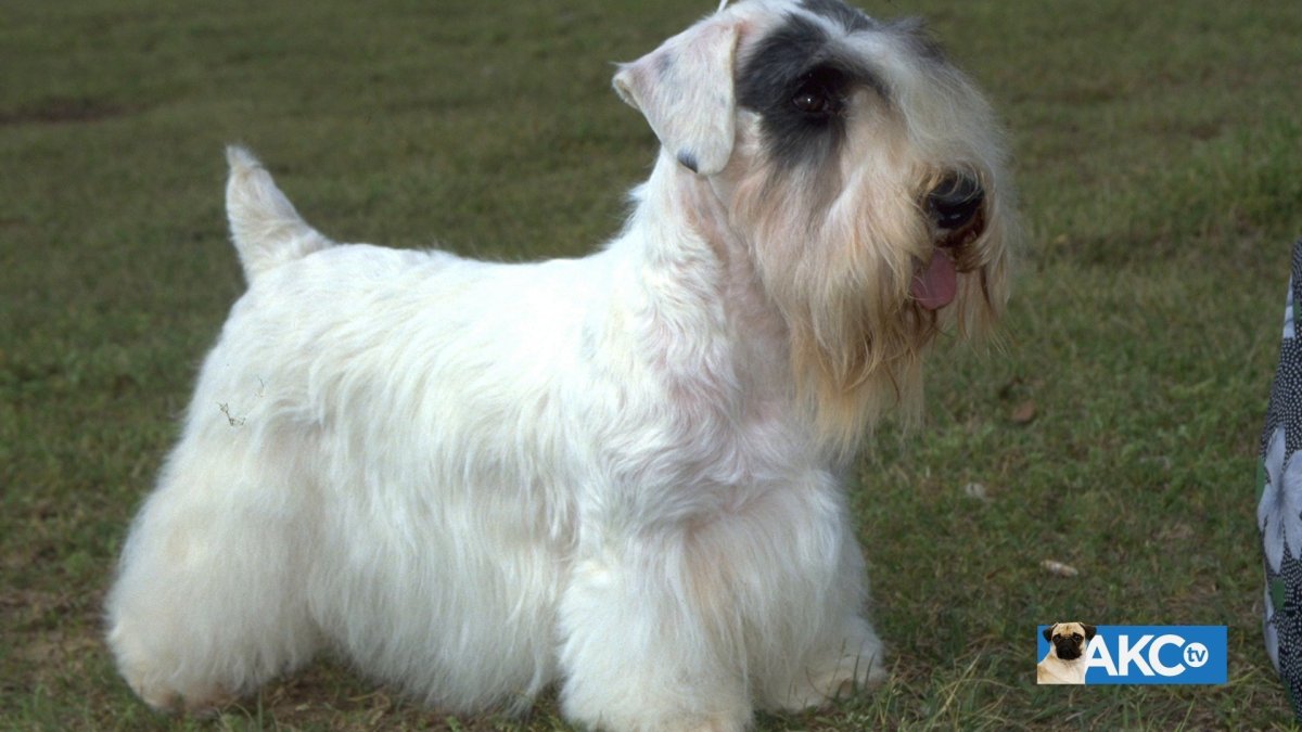 Собака Силихем терьер щенки