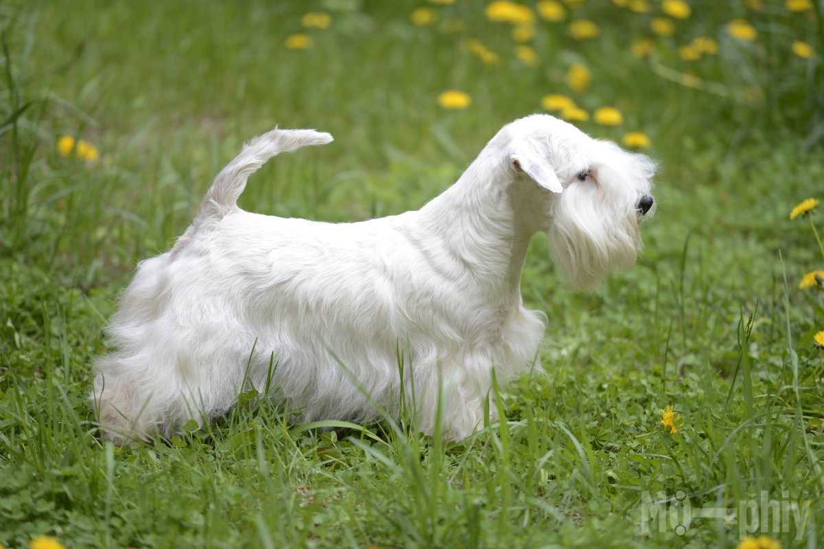 Силихем терьер рисунки