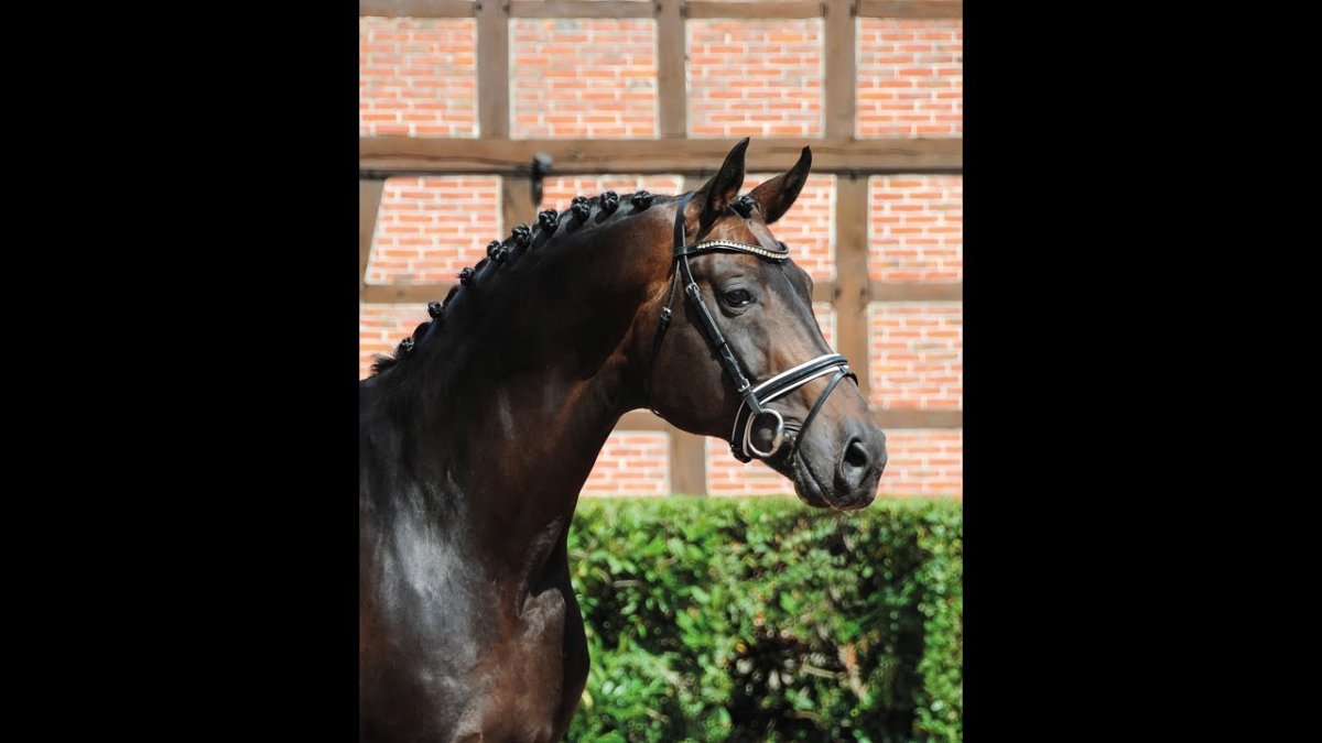 Белый скакун