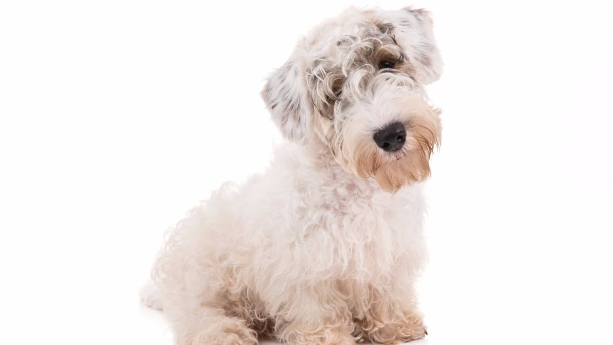 Тотенхемский терьер