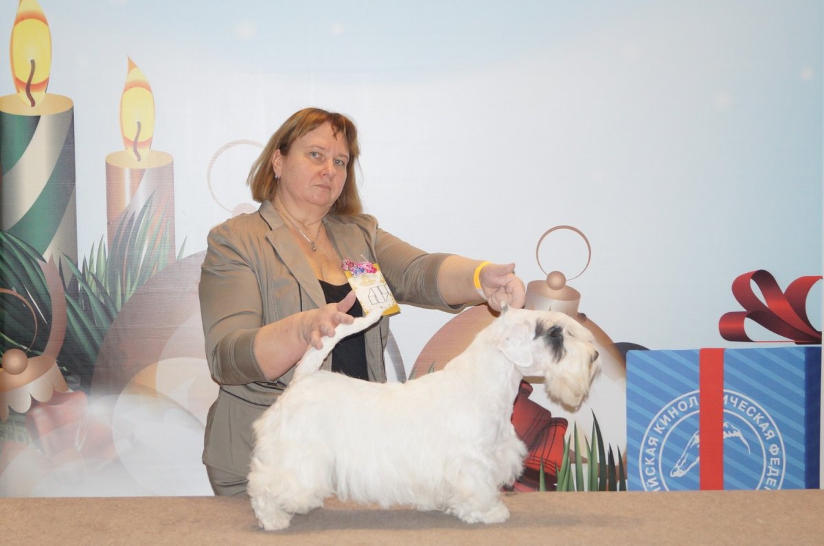 Силихем терьер кудрявый