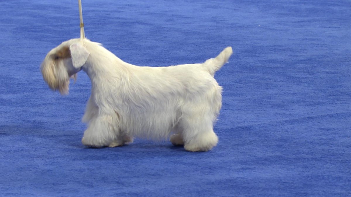 Силихем терьер фото