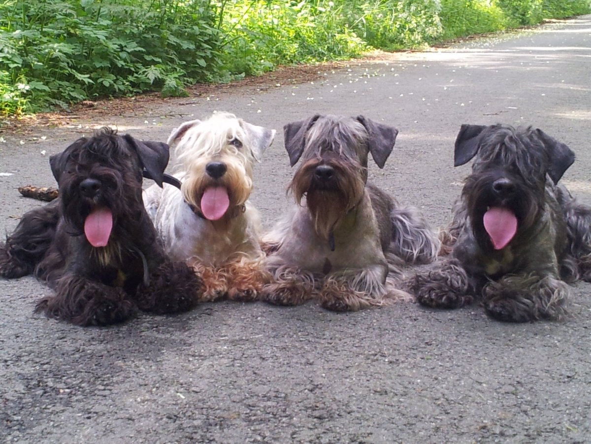 Скай Блю Вайт терьер