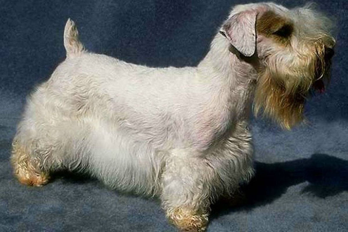 Cecil Aldin художник