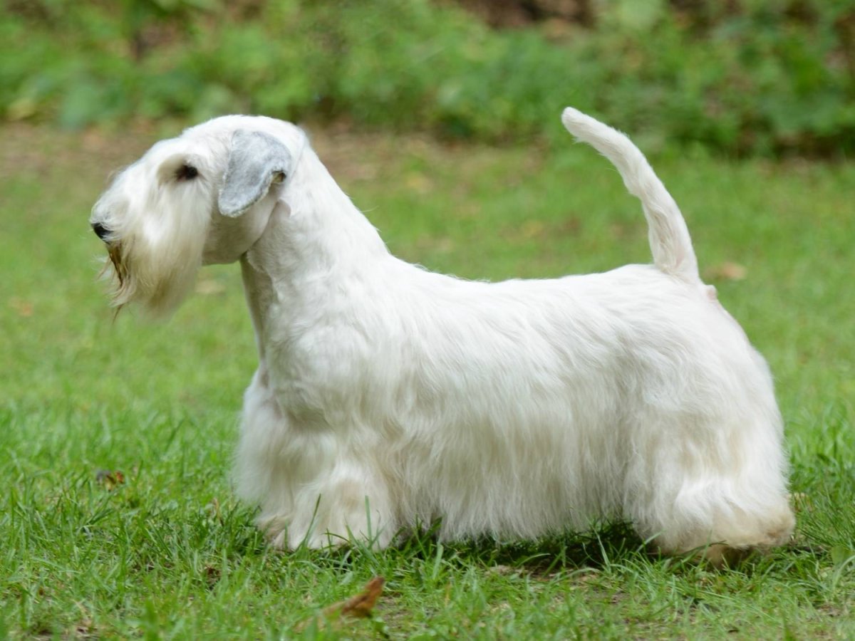 Чешский терьер стандарт