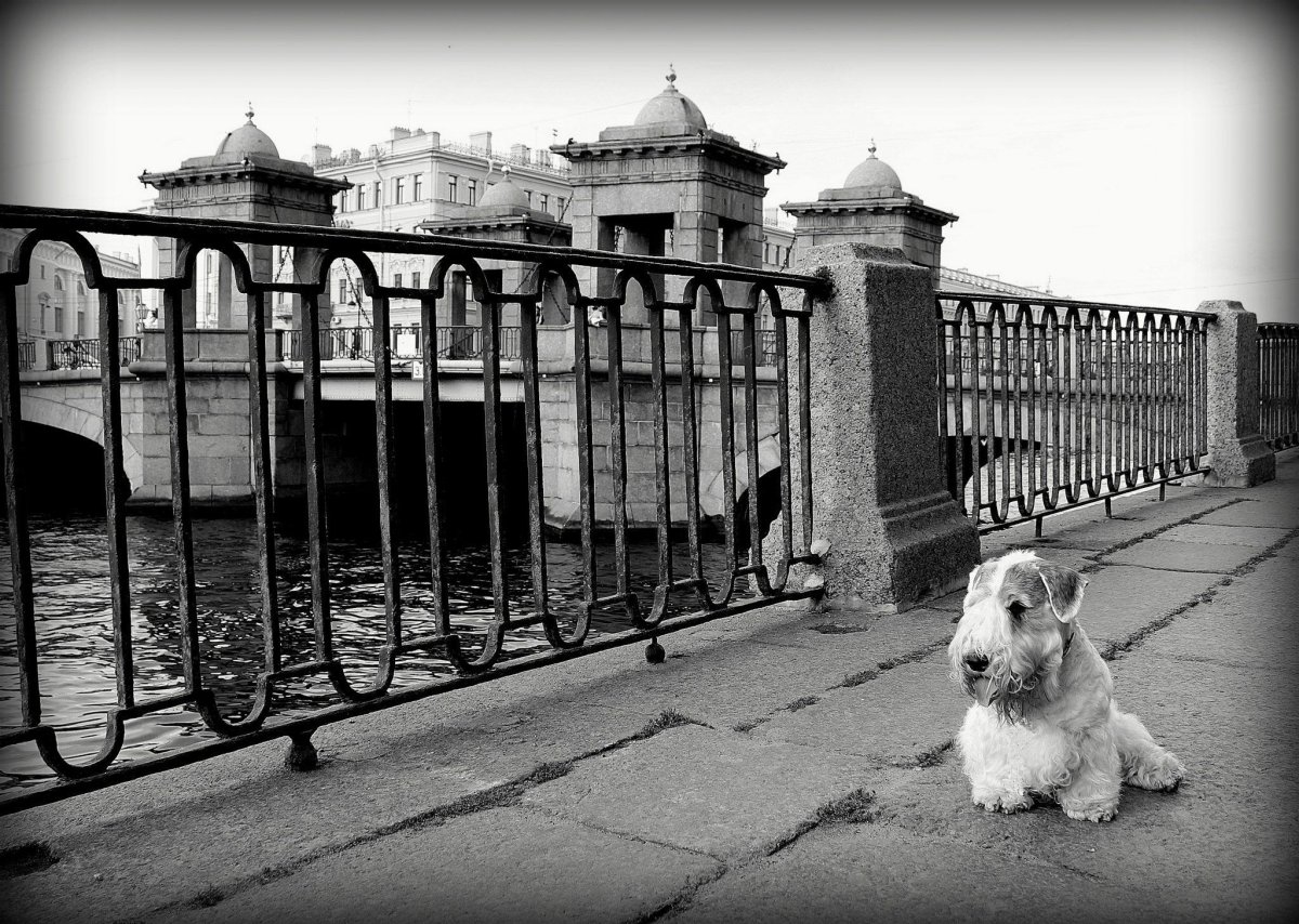 Силихем терьер