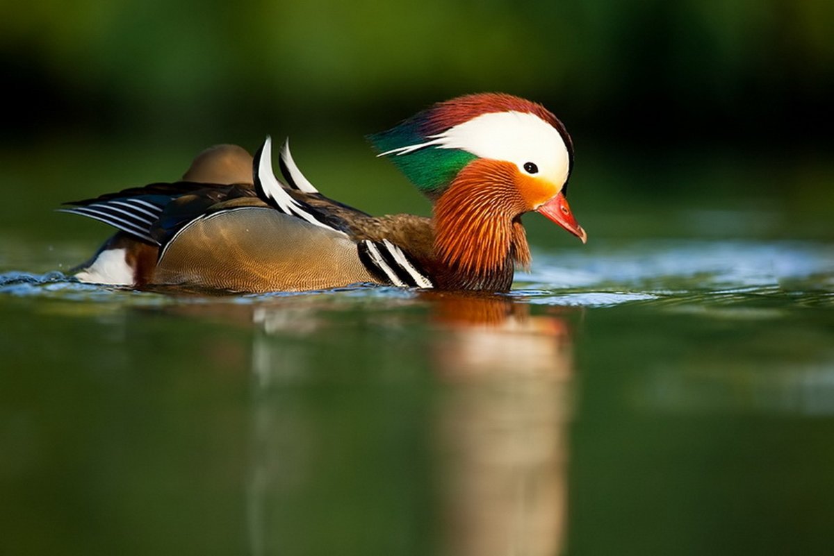 Утка Мандаринка ареал