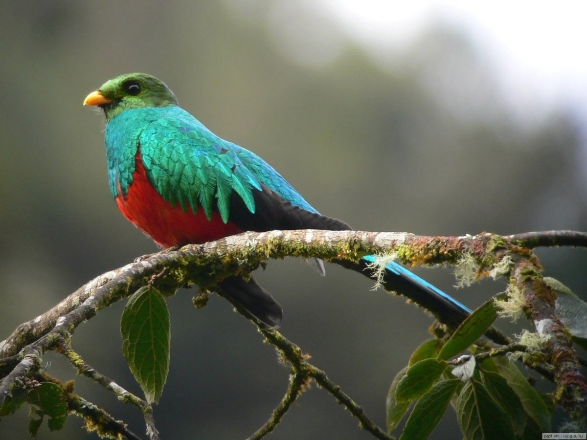 Квезаль птица