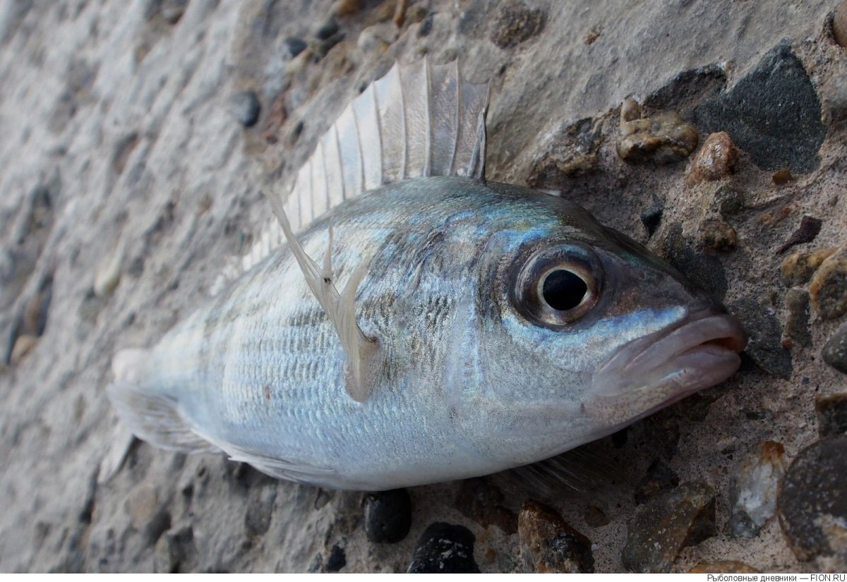 Смарида рыба Черноморская