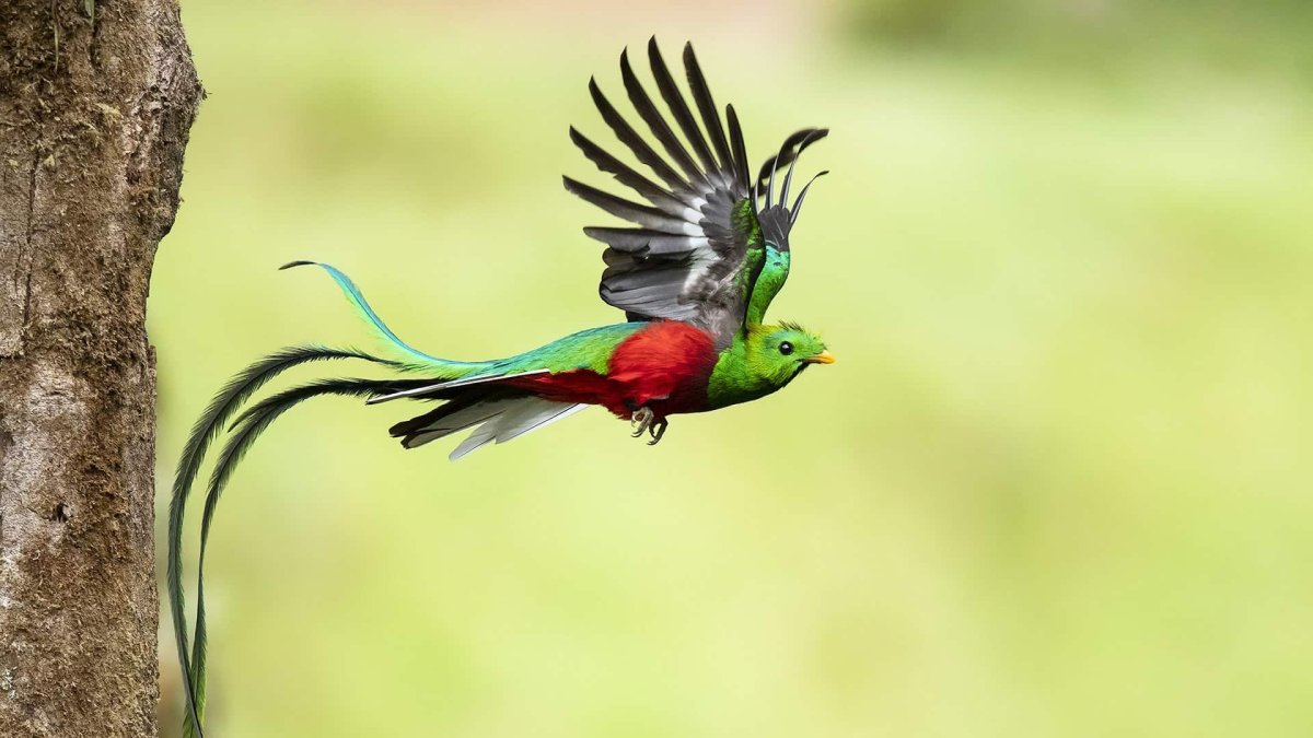 Квезаль самка и самец