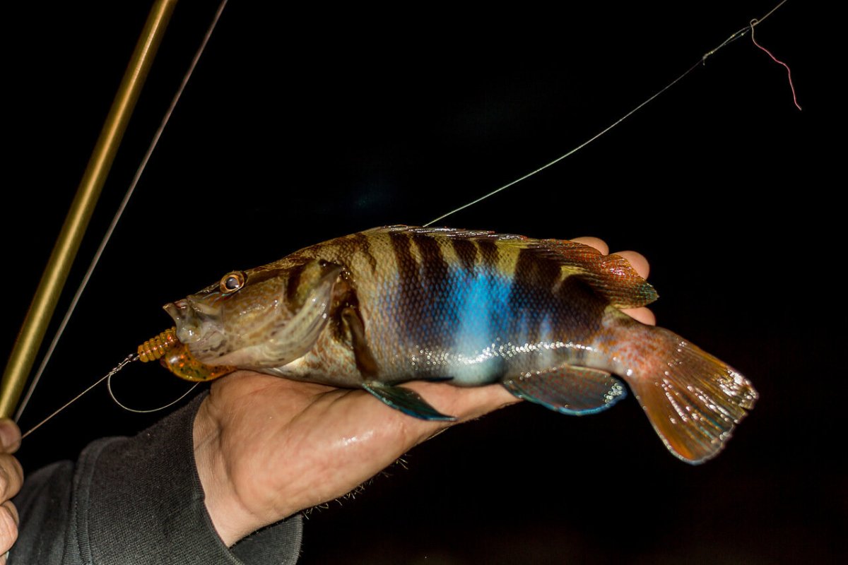 Каменный окунь Кукушка