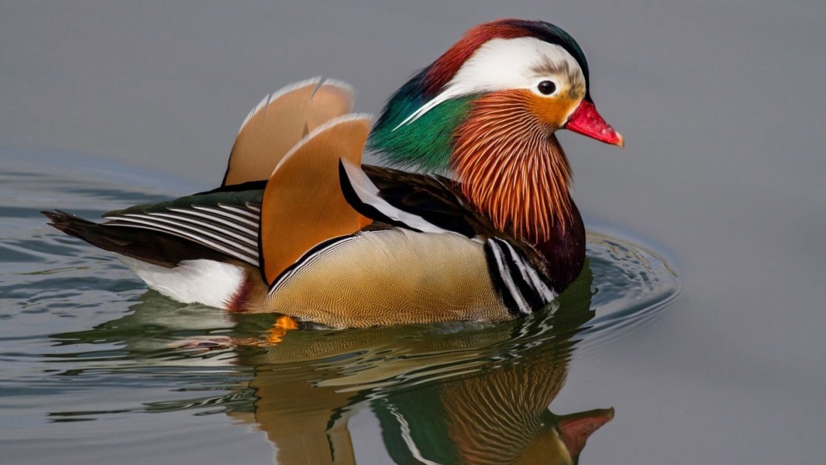 Утка Мандаринка альбинос