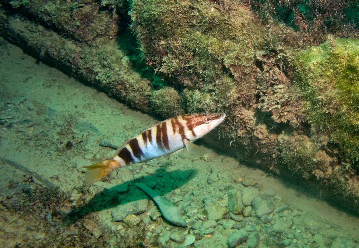 Желтоперый Групер