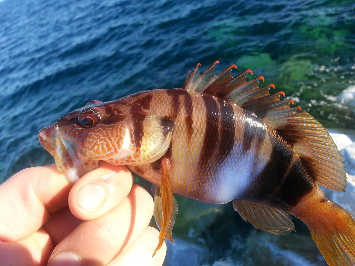 Атлантический гигантский Групер