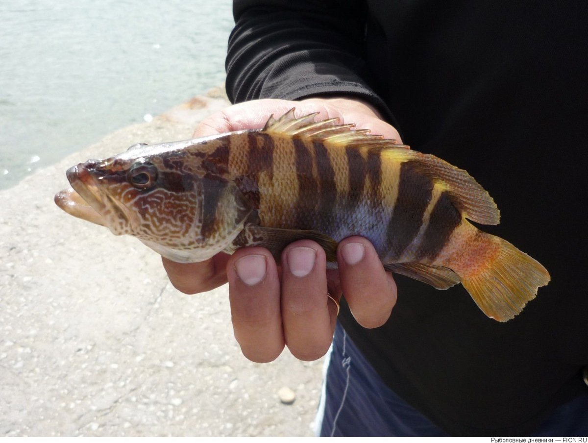 Каменный окунь Черноморский