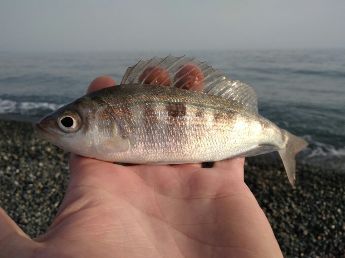 Морской окунь смарида