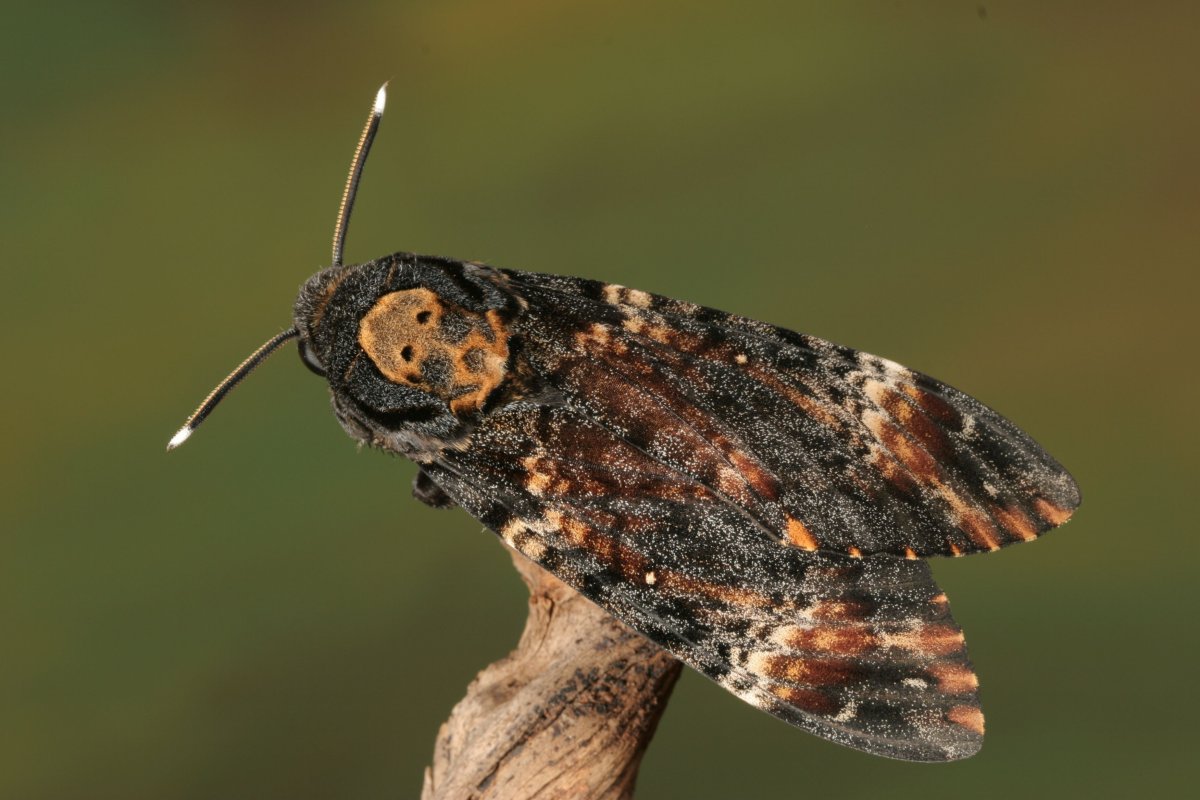 Моль арты милые