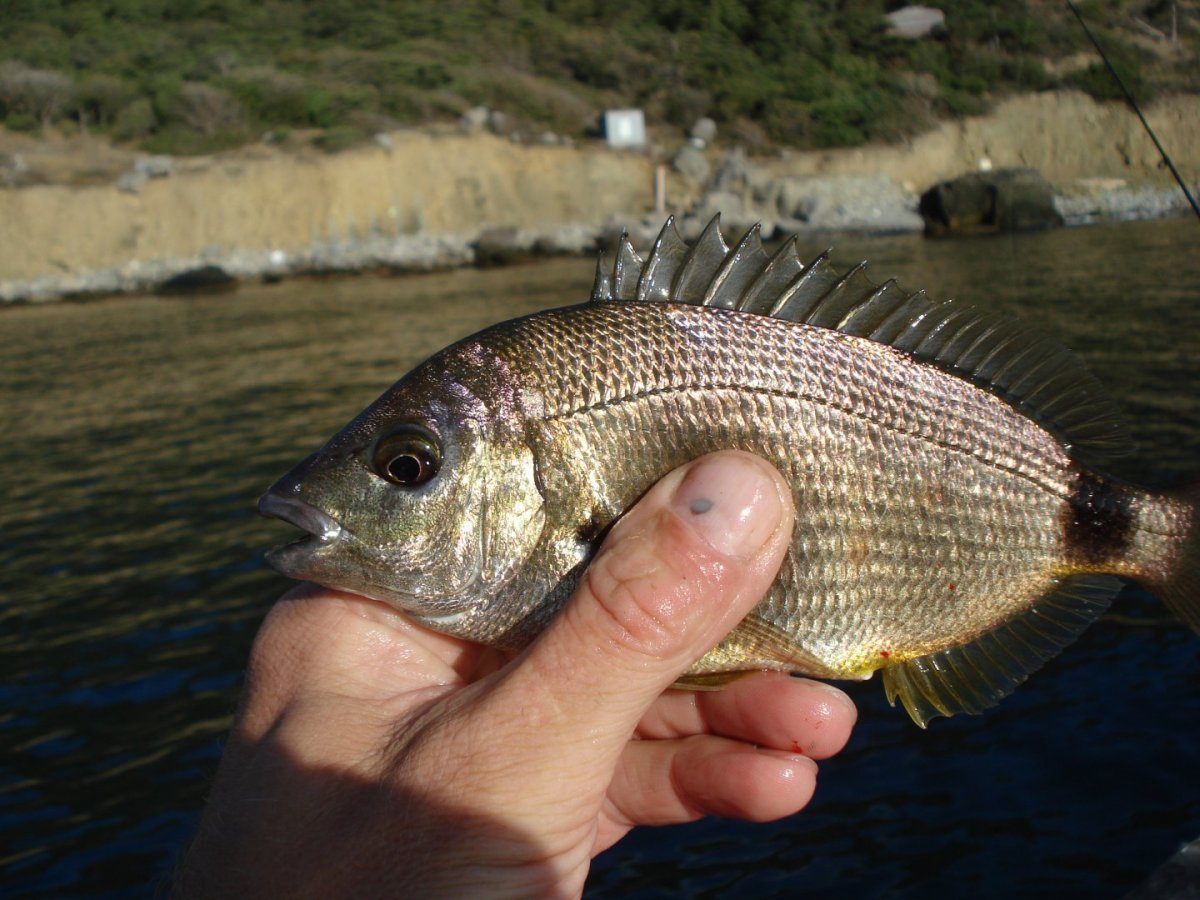 Белопятнистый Групер