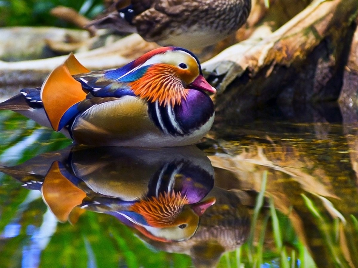 Утка Мандаринка