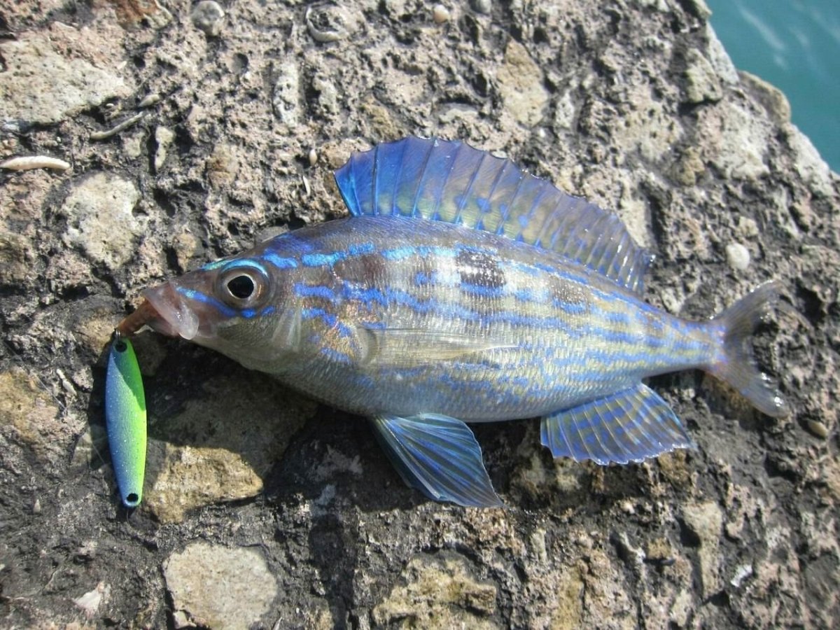 Смарида Черноморская