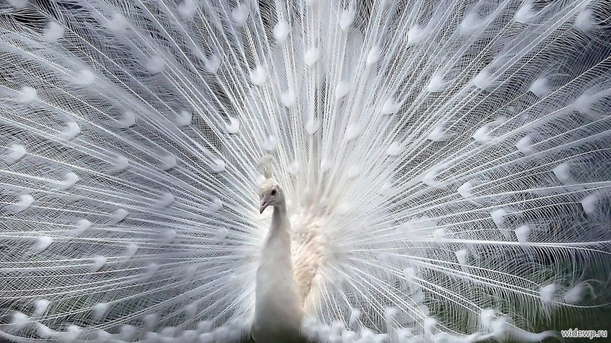 Павлин альбинос