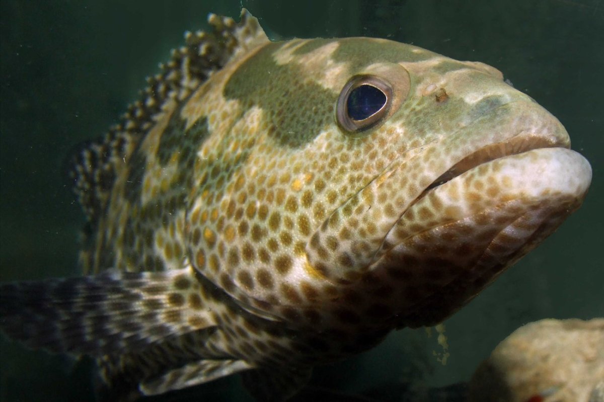 Каменный окунь в черном море