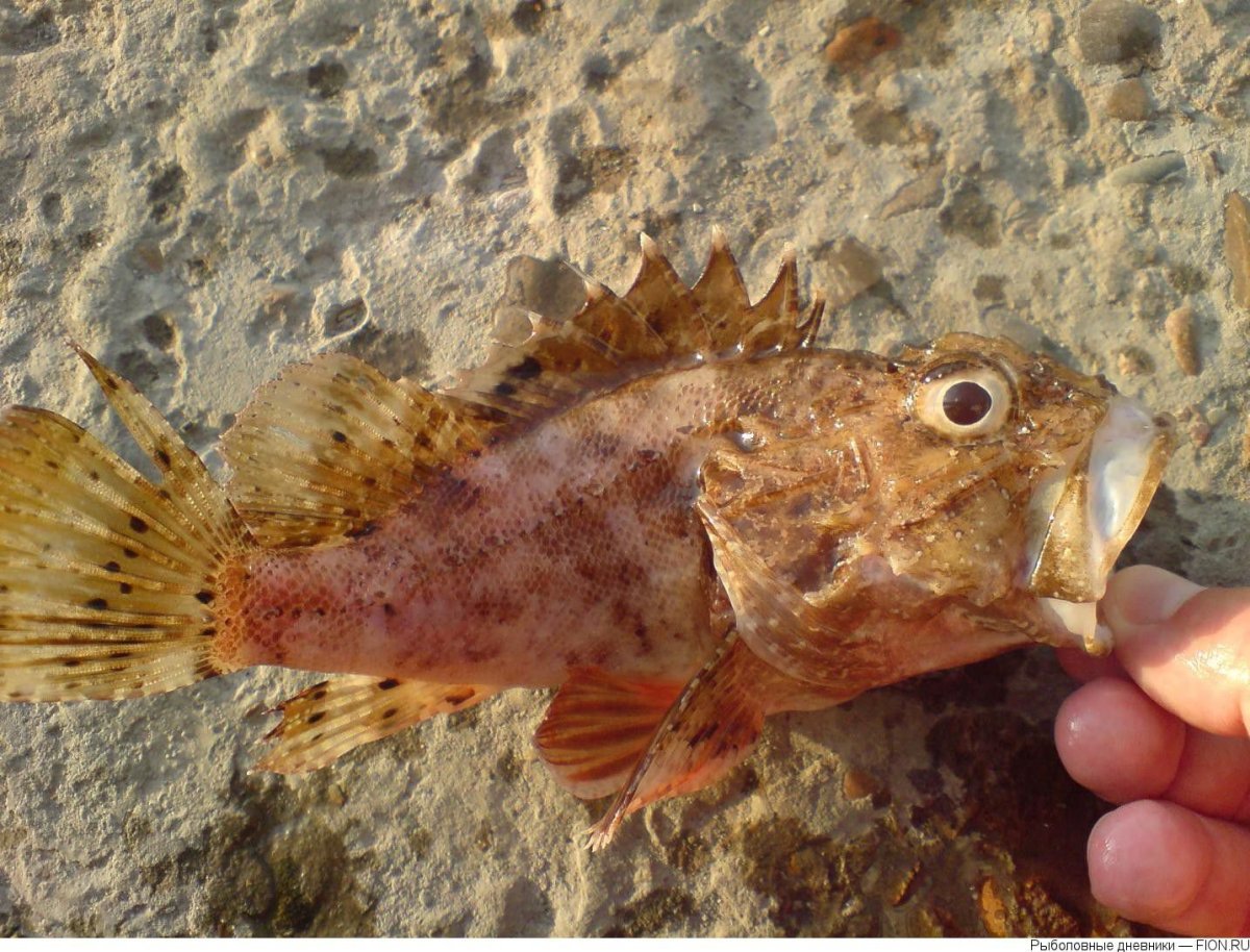 Морской окунь смарида