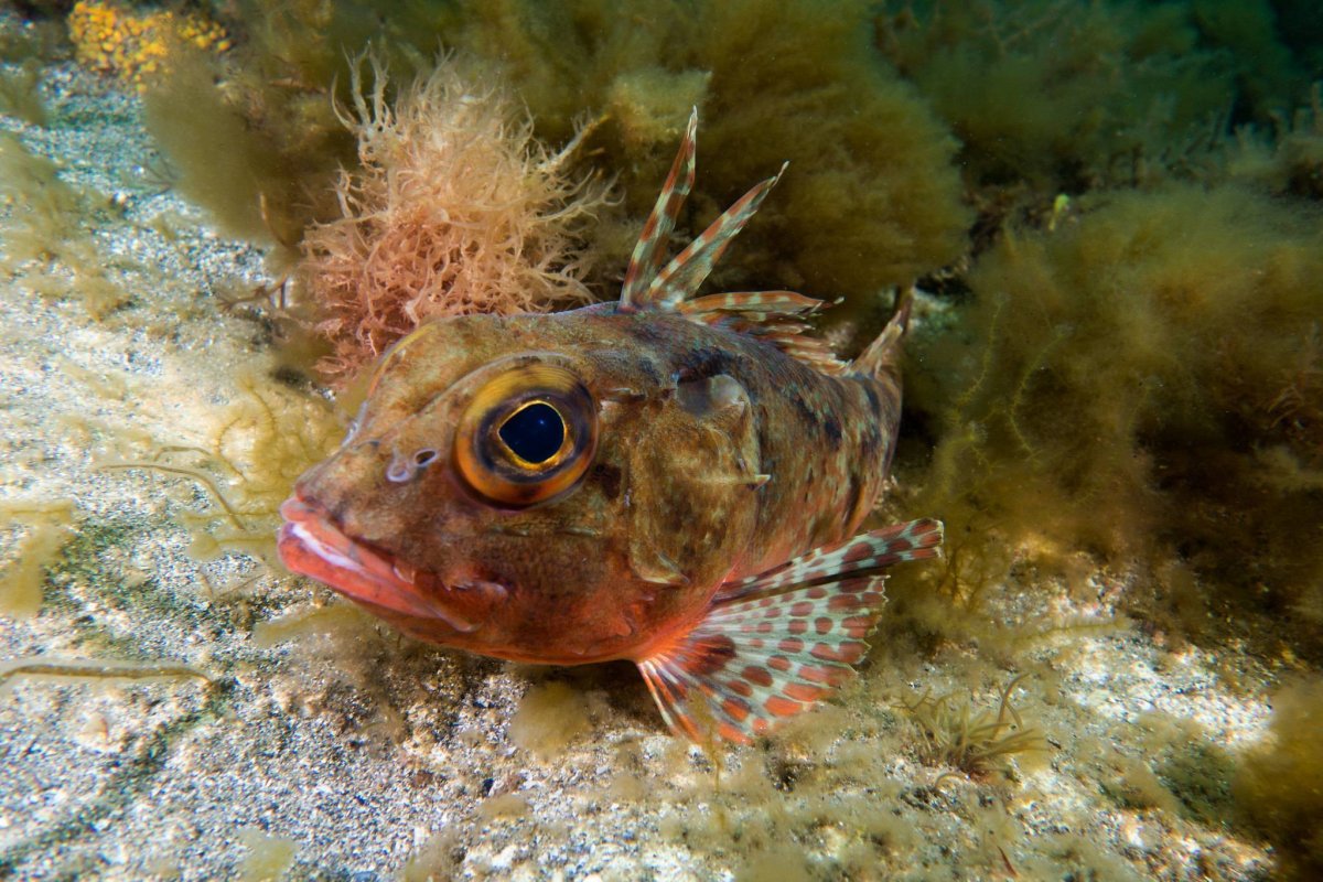 Групер рыба