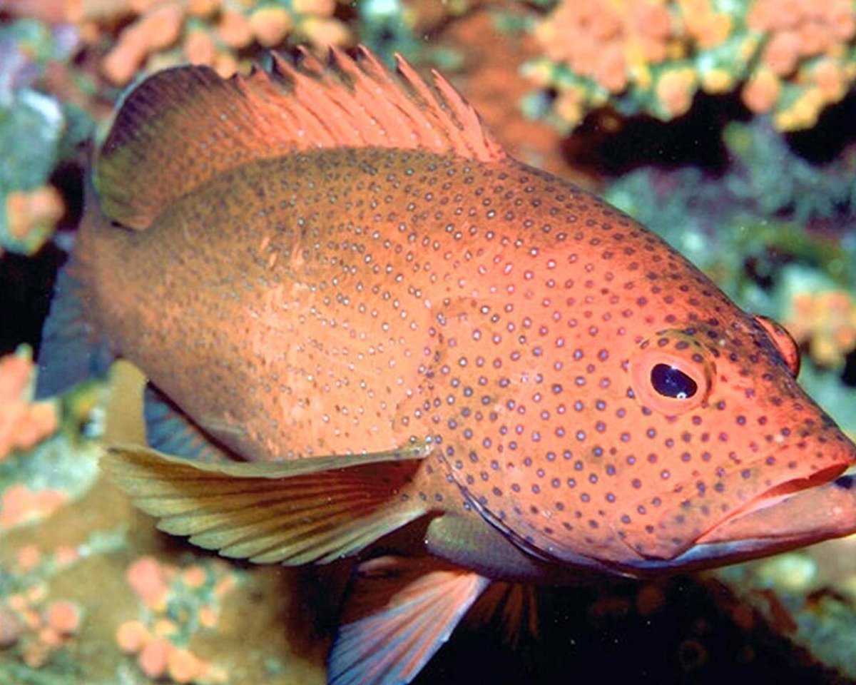 Каменный окунь Групер