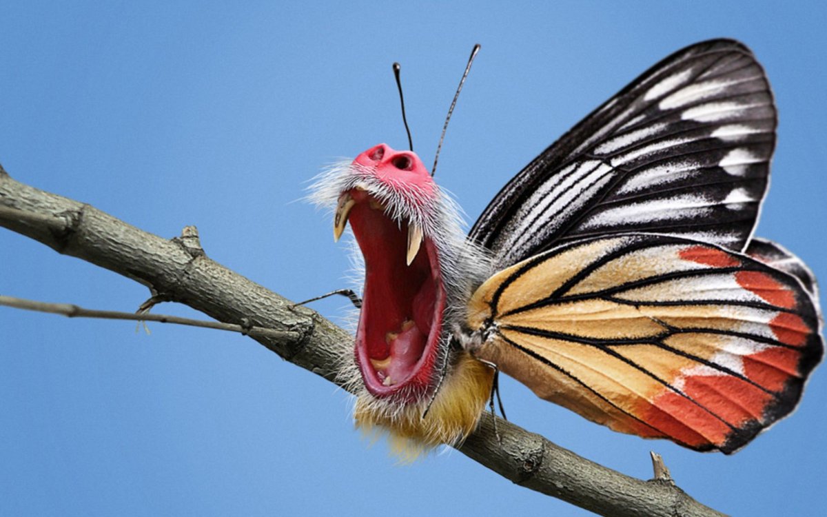 Венесуэльский пуделевый мотылек