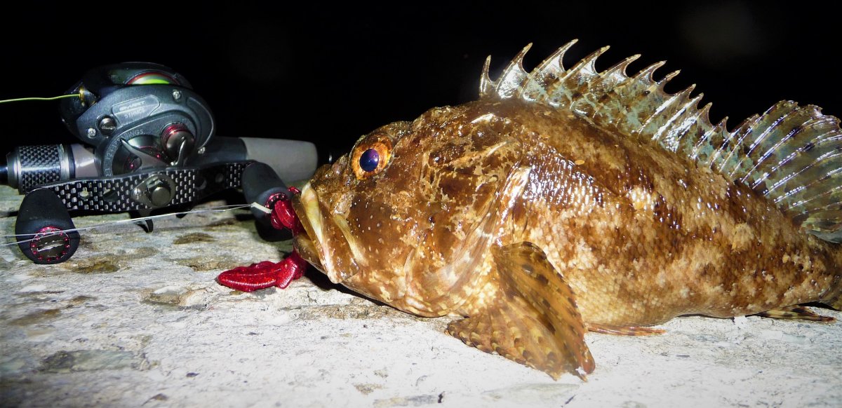 Варшавский Групер