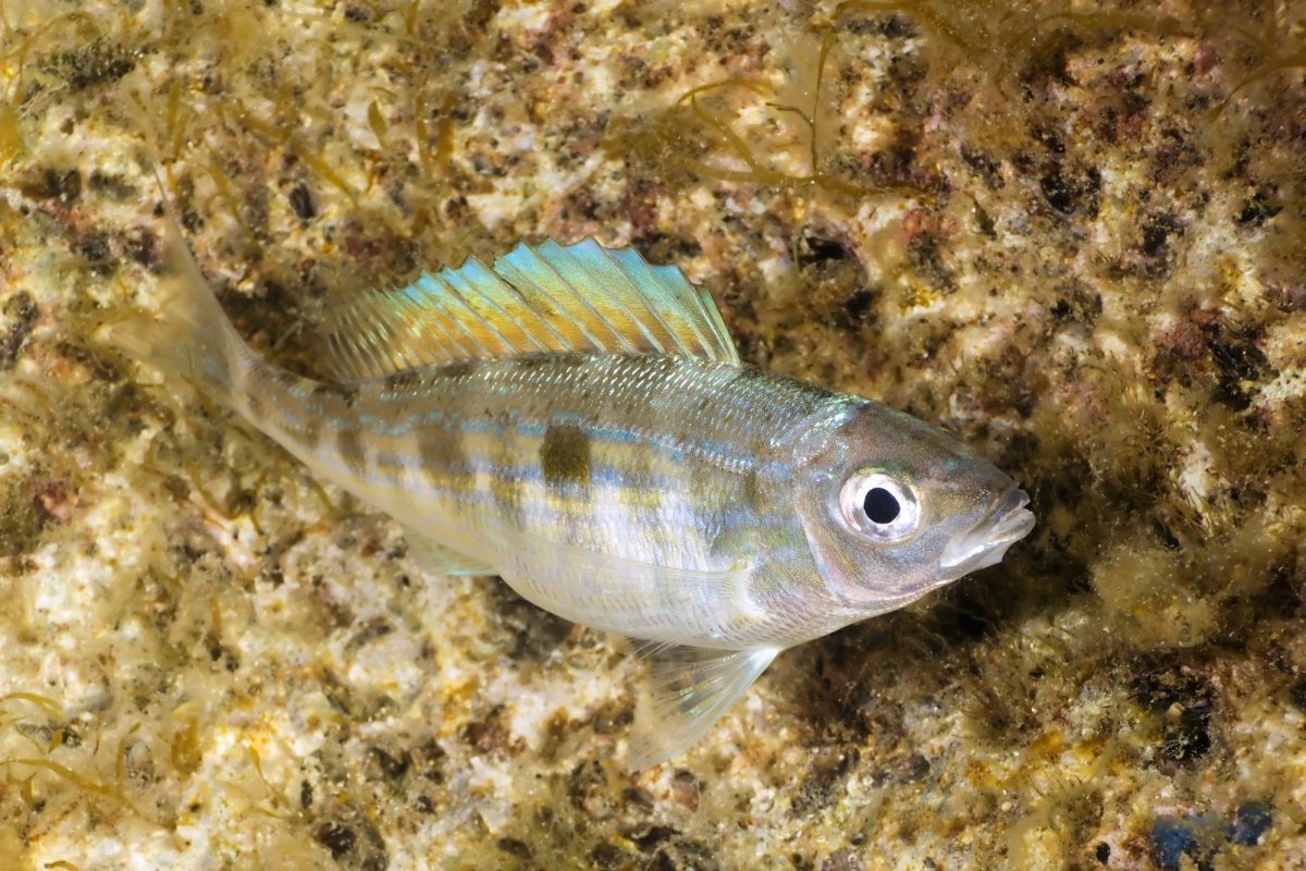 Морской окунь Черноморский