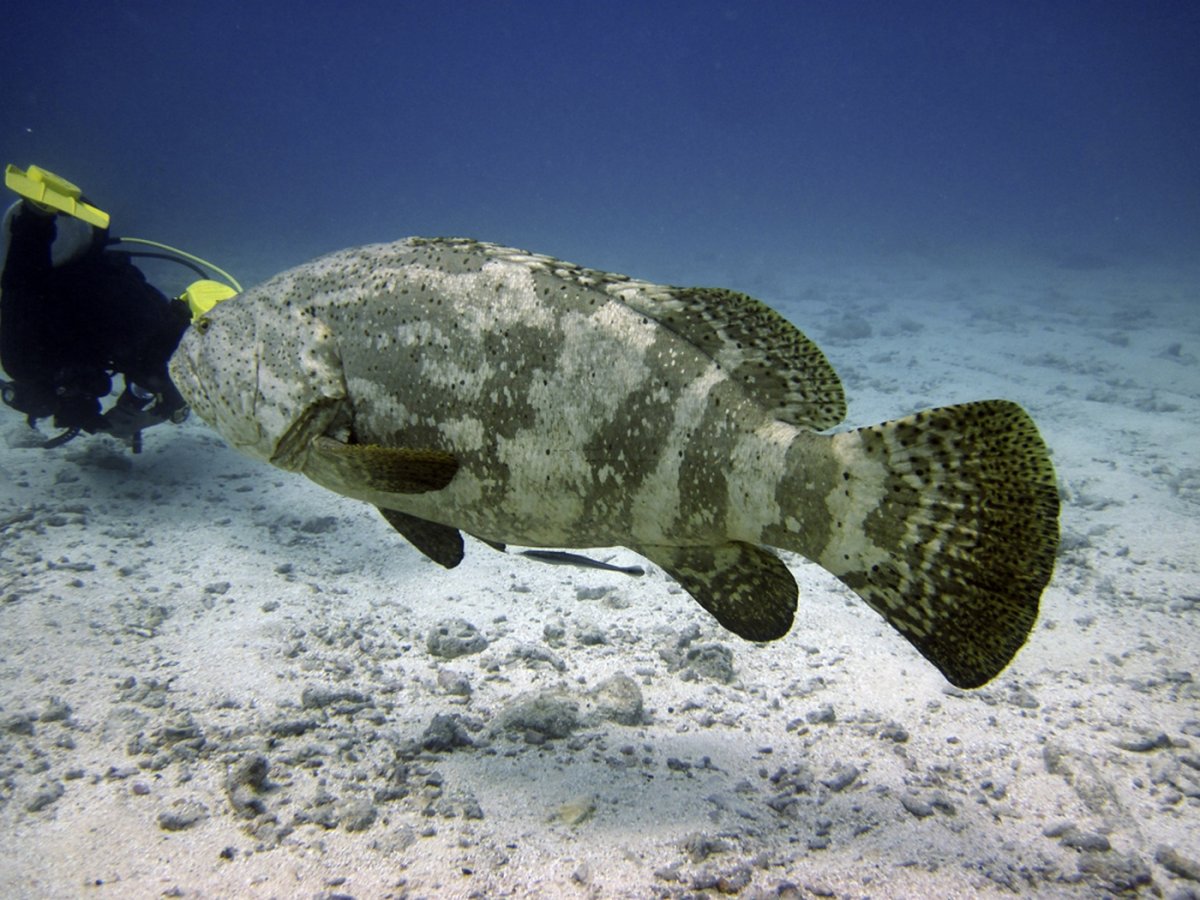 Малабарский Групер