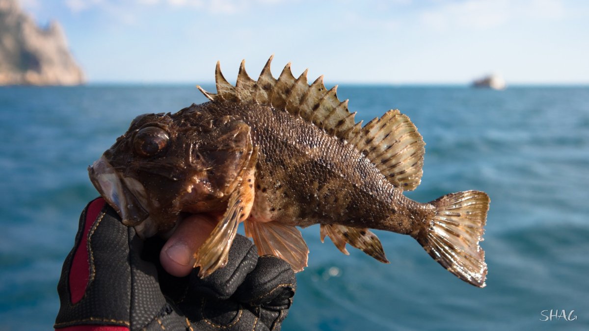 Морской ёрш Охотское море