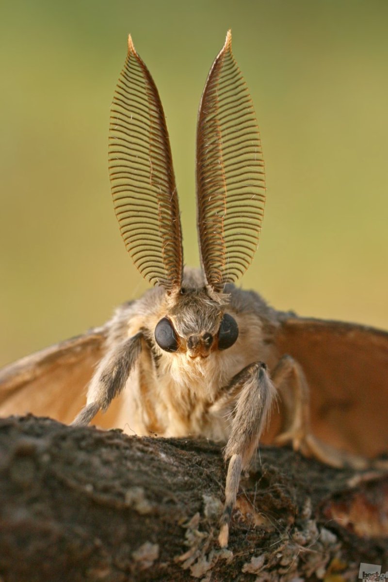 Венесуэльский пуделевый мотылек тутовый шелкопряд