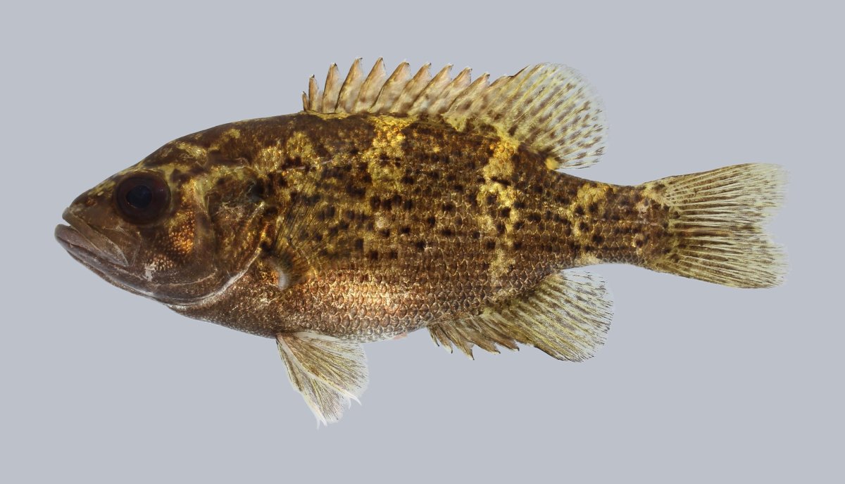 Групер Голиаф рыба