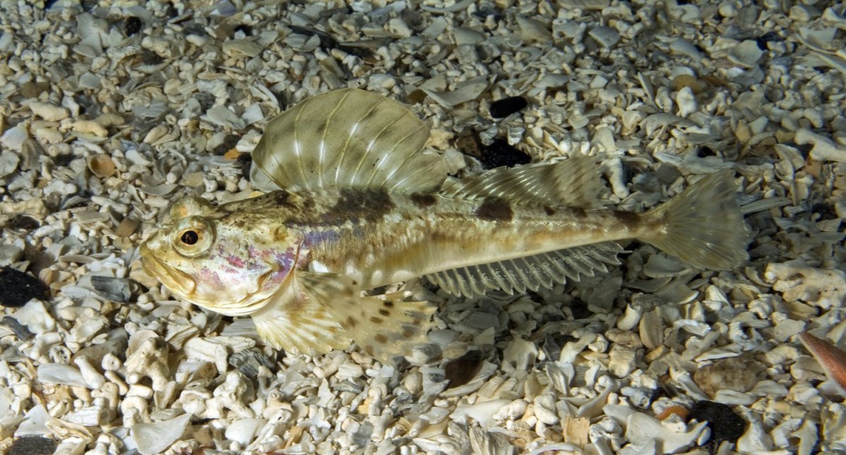 Речной окунь биотоп