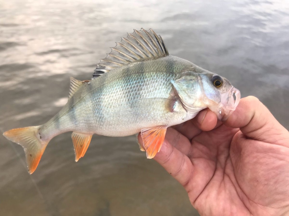 Окунь смарида